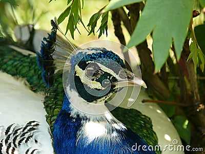 Peafowl (Pavo cristatus L.) - detail of head Stock Photo